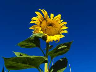 Yellow Sunflower-0148